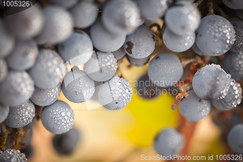 Image of Lush, Ripe Wine Grapes with Mist Drops on the Vine