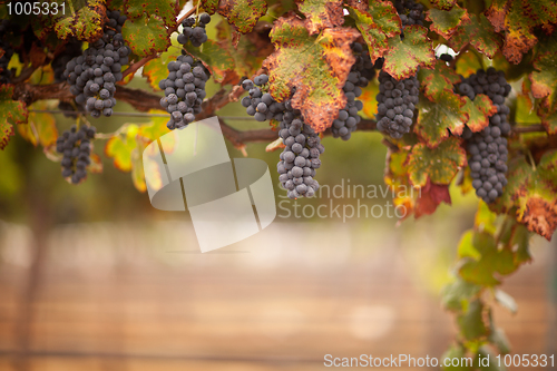 Image of Lush, Ripe Wine Grapes on the Vine