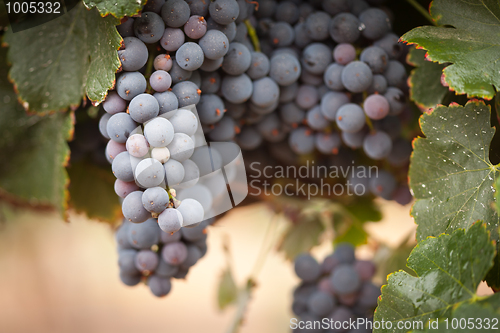 Image of Lush, Ripe Wine Grapes on the Vine