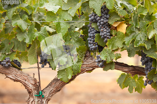 Image of Lush, Ripe Wine Grapes on the Vine