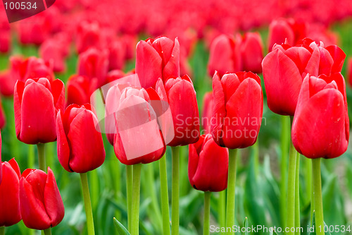 Image of Red field