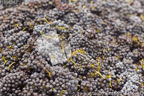 Image of Harvested Red Wine Grapes