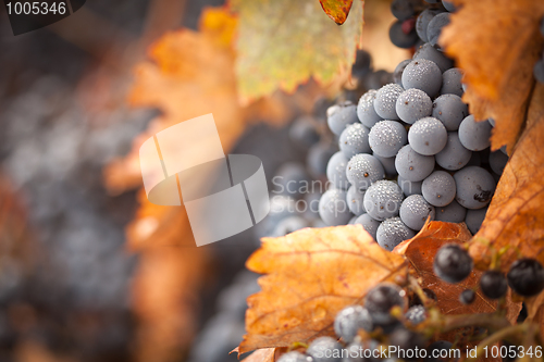 Image of Lush, Ripe Wine Grapes with Mist Drops on the Vine