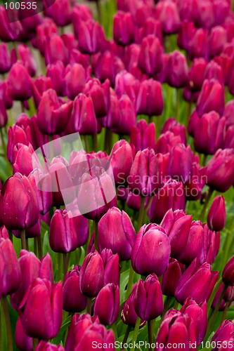 Image of Purple field