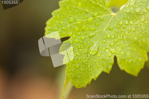 Image of Lustrous Green Grape Leaf with Water Drops