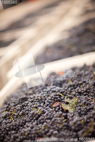 Image of Harvested Red Wine Grapes in Crates