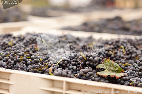 Image of Harvested Red Wine Grapes in Crates