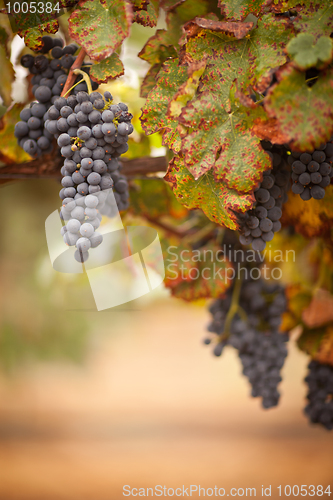 Image of Lush, Ripe Wine Grapes on the Vine