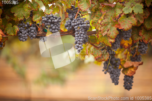 Image of Lush, Ripe Wine Grapes on the Vine