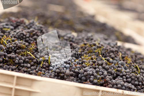 Image of Harvested Red Wine Grapes in Crates