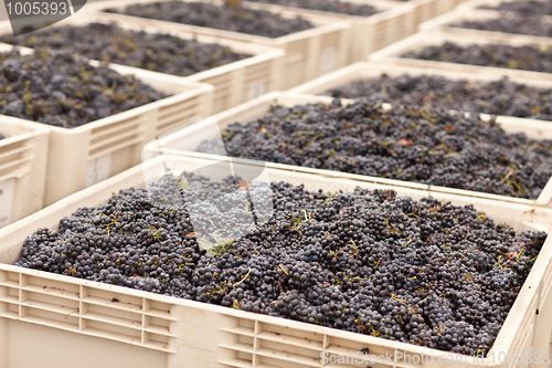 Image of Harvested Red Wine Grapes in Crates
