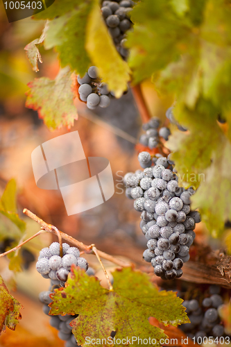 Image of Lush, Ripe Wine Grapes with Mist Drops on the Vine