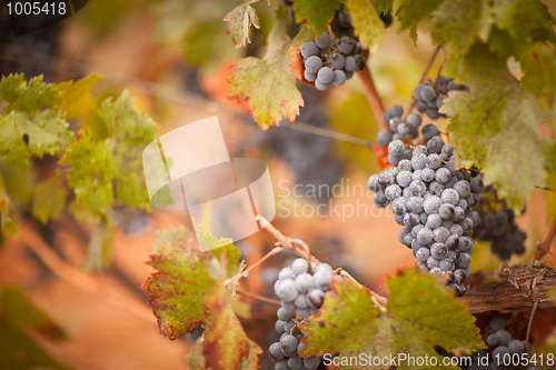 Image of Lush, Ripe Wine Grapes with Mist Drops on the Vine