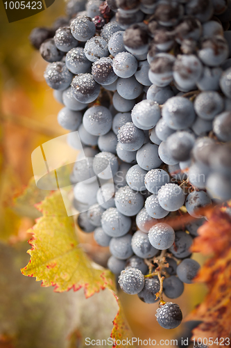 Image of Lush, Ripe Wine Grapes with Mist Drops on the Vine