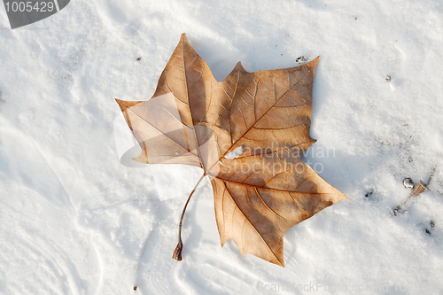 Image of Leaf