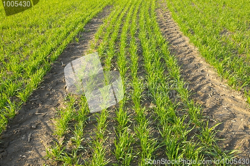 Image of Field
