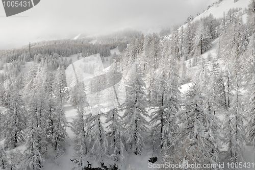 Image of Winter forest