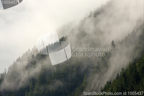 Image of Mountain forest