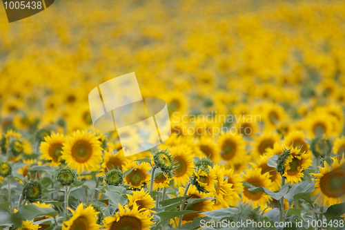 Image of Sunflowers