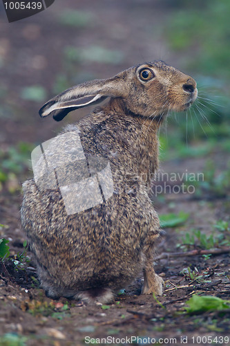 Image of Portrait of a sitting brown hare