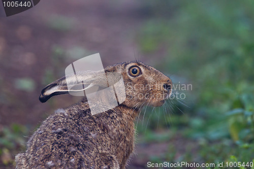 Image of Portrait of a sitting brown hare