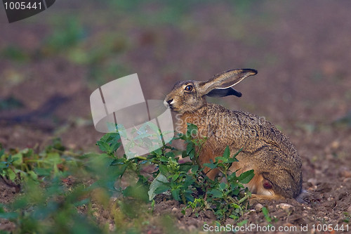 Image of Portrait of a sitting brown hare