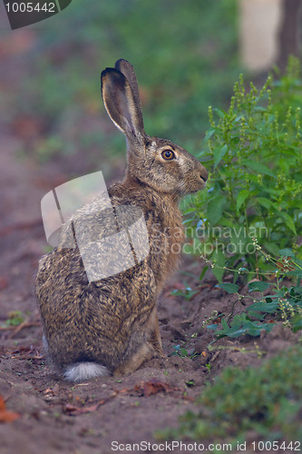 Image of Portrait of a sitting brown hare