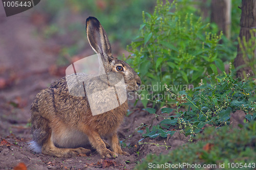 Image of Portrait of a sitting brown hare