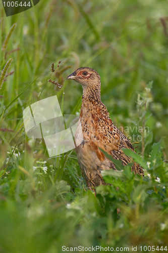 Image of Portrait of a female pheasant.