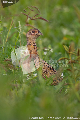 Image of Portrait of a female pheasant.