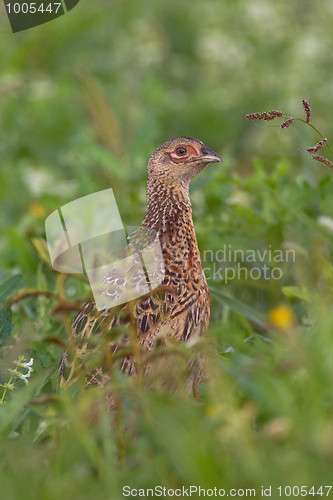Image of Portrait of a female pheasant.