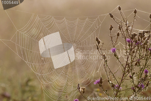 Image of Spider web full of dew drops in the early morning sun.