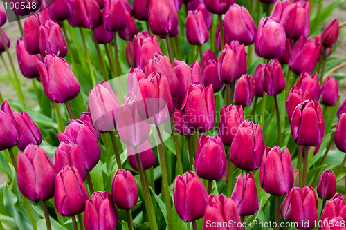 Image of Purple field