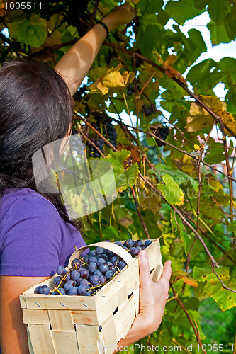 Image of Grape picking