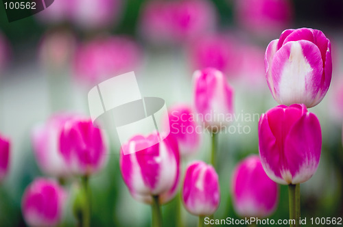 Image of Spring tulips