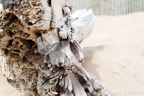 Image of Drift Wood