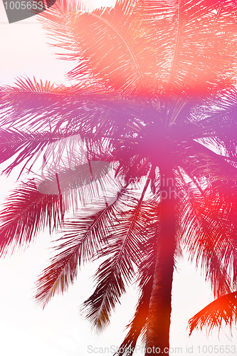 Image of Abstract Palm Tree Sunset