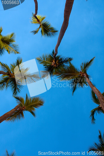 Image of Evening Palm Trees Above