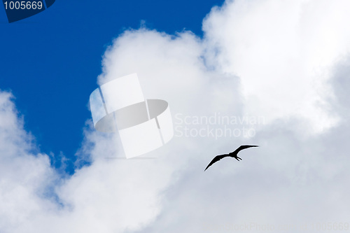 Image of Frigate Bird