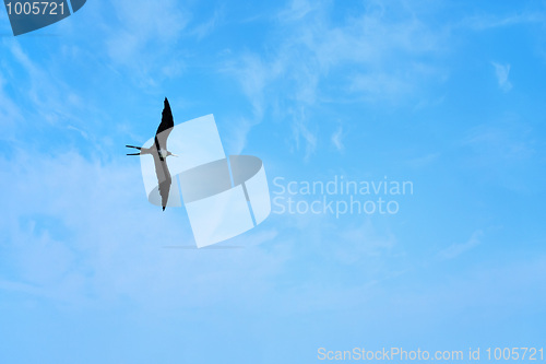 Image of Frigate Bird