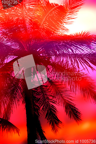 Image of Palm Tree Sunset