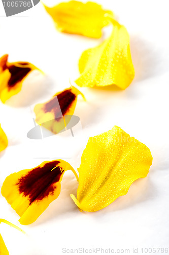 Image of marigold flowers petals