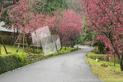 Image of cherry blossom