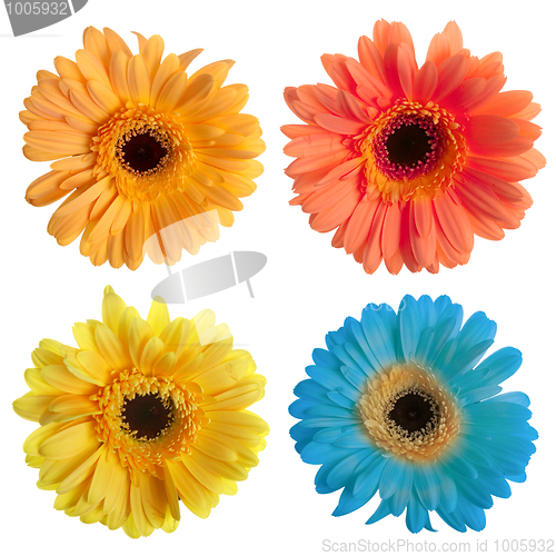 Image of Set of gerbera flowers