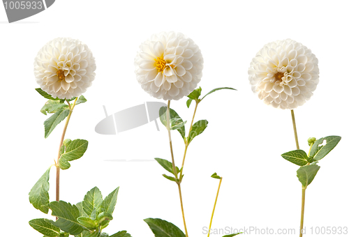 Image of Beautiful white dahlias