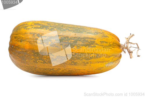Image of Single fresh pumpkin