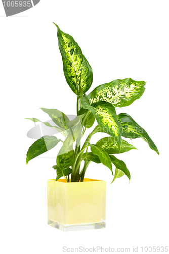 Image of Houseplant