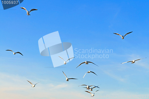 Image of Seagulls