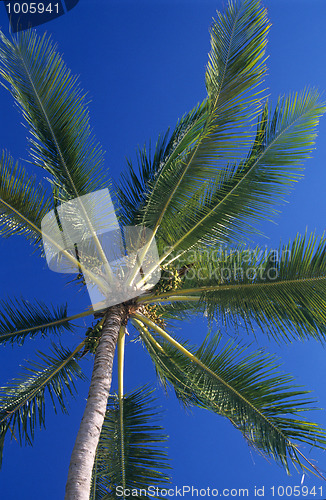 Image of Downview of Palm trees leaves at Mauritius Island