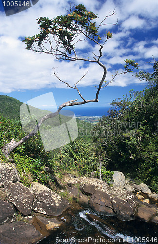 Image of Tree and wild landscape in south of Mauritius Island